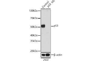 Western blot analysis of extracts from wild type (WT) and p53 knockout (KO) 293T cells, using p53 antibody (ABIN7271080) at 1:1000 dilution. (p53 Antikörper)