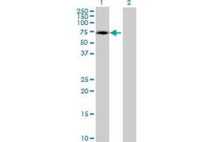 Western Blot analysis of ZNF449 expression in transfected 293T cell line by ZNF449 MaxPab polyclonal antibody. (ZNF449 Antikörper  (AA 1-518))