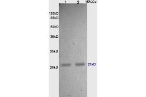 L1 and L2 rat lung lysates probed with Anti TIMP-2 Polyclonal Antibody, Unconjugated (ABIN668346) at 1:200 in 4 °C. (TIMP2 Antikörper  (AA 131-220))