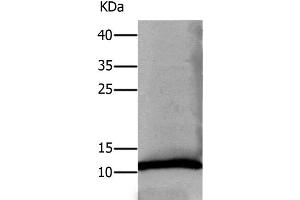 Western Blot analysis of Human lung tissue using DEFA1 Polyclonal Antibody at dilution of 1:550 (alpha Defensin 1 Antikörper)
