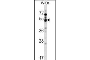 GPR84 Antibody (Center) (ABIN1538211 and ABIN2849011) western blot analysis in WiDr cell line lysates (35 μg/lane). (GPR84 Antikörper  (AA 265-293))