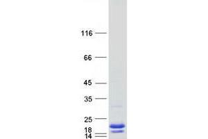 Validation with Western Blot (TSC22D3 Protein (Transcript Variant 2) (Myc-DYKDDDDK Tag))