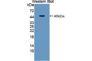 Western blot analysis of the recombinant protein. (AHCY Antikörper  (AA 2-432))