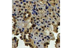 Immunohistochemical analysis of NAP1L1 staining in human kidney formalin fixed paraffin embedded tissue section. (NAP1L1 Antikörper)
