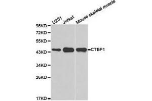 Western Blotting (WB) image for anti-C-terminal Binding Protein 1 (CTBP1) antibody (ABIN1872055) (CTBP1 Antikörper)