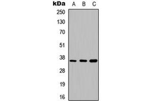 Western blot analysis of Annexin A5 expression in HEK293T (A), Raw264. (Annexin V Antikörper  (Center))