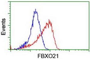 Image no. 2 for anti-F-Box Protein 21 (FBXO21) antibody (ABIN1498231) (FBXO21 Antikörper)