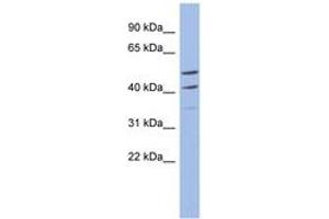 Myb-Related Transcription Factor, Partner of Profilin (MYPOP) (AA 71-120) anticorps