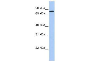 ZNF226 antibody used at 0. (ZNF226 Antikörper  (C-Term))