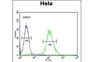 CCNG1 Antibody (N-term) (ABIN654893 and ABIN2844543) flow cytometric analysis of Hela cells (right histogram) compared to a negative control cell (left histogram). (Cyclin G1 Antikörper  (N-Term))
