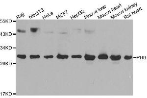 Western blot analysis of extracts of various cell lines, using PHB antibody.