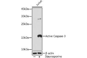 Western blot analysis of extracts of Jukat cells, using Active Caspase-3 Rabbit mAb (ABIN6133529, ABIN6135505, ABIN6135506 and ABIN7101369) at 1:500 dilution. (Caspase 3 Antikörper)