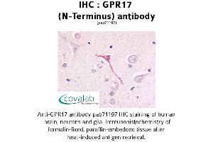 Image no. 1 for anti-G Protein-Coupled Receptor 17 (GPR17) (Extracellular Domain), (N-Term) antibody (ABIN1734989) (GPR17 Antikörper  (Extracellular Domain, N-Term))