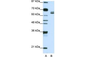 Western Blotting (WB) image for anti-Zinc Finger Protein 57 Homolog (ZFP57) antibody (ABIN2462027) (ZFP57 Antikörper)