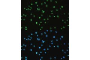 Immunofluorescence (IF) image for anti-SET Nuclear Oncogene (SET) (AA 1-277) antibody (ABIN6147631)