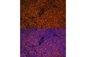 Immunofluorescence analysis of rat thymus using CD27 antibody (ABIN3022680, ABIN3022681, ABIN3022682 and ABIN6219092) at dilution of 1:100. (CD27 Antikörper  (AA 20-191))