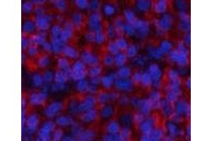 Immunofluorescence analysis of Rat spleen tissue with Phospho-Stat1 (Tyr701) Polyclonal Antibody at dilution of 1:200 (STAT1 Antikörper  (pTyr701))
