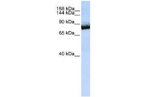 UNC5C antibody used at 1 ug/ml to detect target protein. (Unc5c Antikörper)
