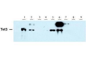 Tet3 antibody (pAb) tested by Western blot. (TET3 Antikörper  (AA 1159-1329))