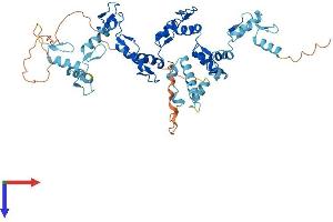 ZNF157 Protein (AA 1-506) (His tag)