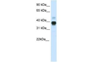 HOXA11 antibody used at 0. (Homeobox A11 Antikörper  (C-Term))