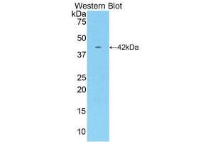 Western Blotting (WB) image for anti-Creatine Kinase, Muscle (CKM) (AA 11-367) antibody (ABIN1172311) (CKM Antikörper  (AA 11-367))