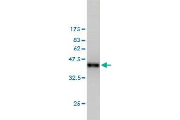 RABGAP1 Antikörper  (AA 1-110)