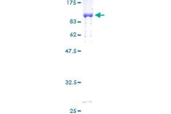 SMAD4 Protein (AA 1-552) (GST tag)