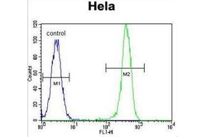 Flow cytometric analysis of Hela cells using Erythropoietin receptor  Antibody  (right histogram) compared to a negative control cell (left histogram). (EPOR Antikörper  (Middle Region))