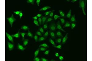 Immunofluorescence analysis of A549 cells using APEX1 antibody. (APEX1 Antikörper  (AA 1-318))