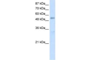 Western Blotting (WB) image for anti-DEAD (Asp-Glu-Ala-As) Box Polypeptide 19B (DDX19B) antibody (ABIN2462088) (DDX19B Antikörper)