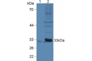 Western blot analysis of (1) Mouse Brain Tissue and (2) Mouse Heart Tissue. (CX3CL1 Antikörper  (AA 25-332))