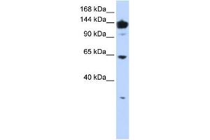 VARS antibody used at 1 ug/ml to detect target protein. (VARS Antikörper  (Middle Region))