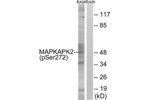 Western Blotting (WB) image for anti-Mitogen-Activated Protein Kinase-Activated Protein Kinase 2 (MAPKAPK2) (pSer272) antibody (ABIN1847788) (MAPKAP Kinase 2 Antikörper  (pSer272))