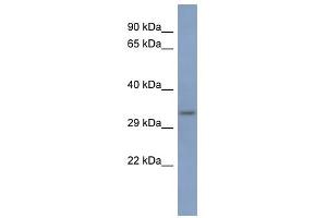 PCBP3 antibody used at 1 ug/ml to detect target protein.