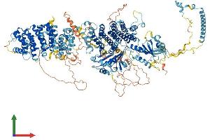 AlphaFold protein structure predicition of Mouse Recombinant Ralgapb Protein, UniprotID Q8BQZ4 (RALGAPB Protein (AA 1-1484) (His tag))