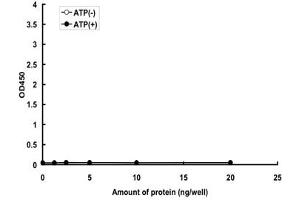 Image no. 1 for Mitogen-Activated Protein Kinase Kinase 1 (MAP2K1) (AA 1-393) (Active) protein (GST tag) (ABIN5570512)