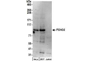 anti-FCH Domain Only 2 (FCHO2) (AA 125-175) antibody