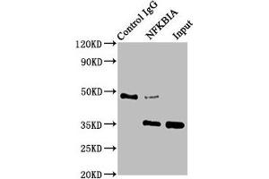 Immunoprecipitating NFKBIA in HepG2 whole cell lysate Lane 1: Rabbit control IgG instead of ABIN7127641 in HepG2 whole cell lysate. (Rekombinanter NFKBIA Antikörper)
