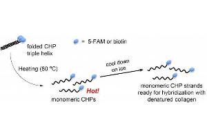 CHP tends to slowly self-assemble into CHP triple helices in solution during storage. (Collagen (COL) peptide (Biotin))