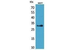 Western Blotting (WB) image for anti-Kallikrein 1 (KLK1) (Internal Region) antibody (ABIN3178466) (Kallikrein 1 Antikörper  (Internal Region))