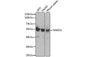 Western blot analysis of extracts of various cell lines, using TXNRD2 antibody. (TXNRD2 Antikörper  (AA 100-310))