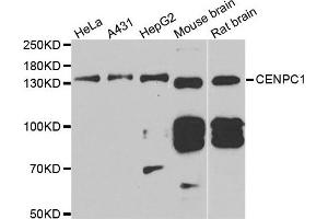Western blot analysis of extracts of various cell lines, using CENPC antibody. (CENPC1 Antikörper)
