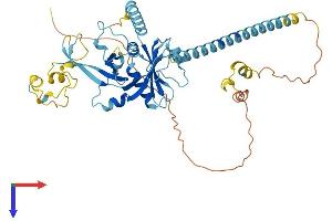 PPAN Protein (AA 1-470) (His tag)