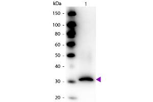 Western blot of Biotin conjugated Rabbit Anti-RFP Pre-adsorbed antibody. (RFP Antikörper  (Biotin))