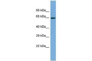 Host:  Rabbit  Target Name:  ZNF8  Sample Type:  COLO205 Whole Cell lysates  Antibody Dilution:  1. (ZNF8 Antikörper  (N-Term))