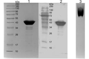 Biochemical characterization of recombinant SARS-CoV-2 N protein. (Rekombinanter SARS-CoV-2 Nucleocapsid Antikörper  (AA 1-419) (Fc Tag))