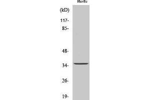 Western Blotting (WB) image for anti-Transmembrane BAX Inhibitor Motif Containing 1 (TMBIM1) (C-Term) antibody (ABIN3177176) (TMBIM1 Antikörper  (C-Term))