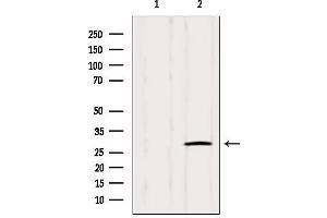 Western blot analysis of extracts from Hybridoma cells, using IGFBPL1 Antibody.