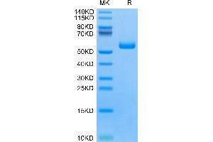 Human TNFRSF19 on Tris-Bis PAGE under reduced condition. (TNFRSF19 Protein (AA 30-170) (Fc Tag))